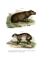 Wasserschwein
